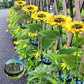 🌻 Solcelledrevne LED Solsikkehagelys –Realistisk nattglød, vanntett, energieffektiv – perfekt for hagen, terrassen, plenen og verandaen 🔋✨